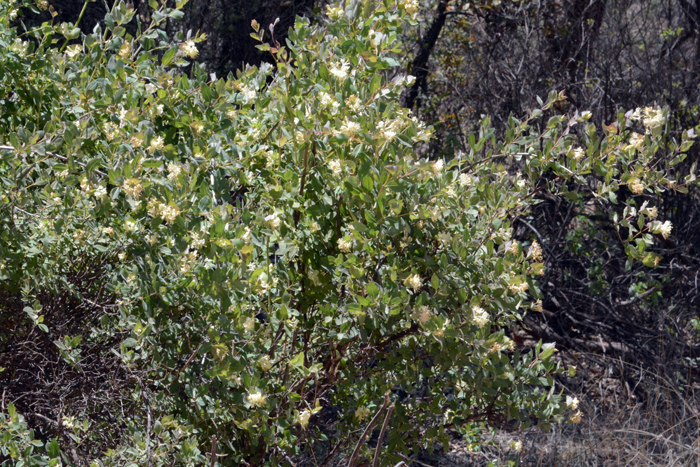 Western White Honeysuckle prefers elevations from 3,500 to 6,000 feet (1,066.8 to 1,828.8 m) 
in height and grows along streams and drainages and usually limestone rocky or sandy soils. Lonicera albiflora
